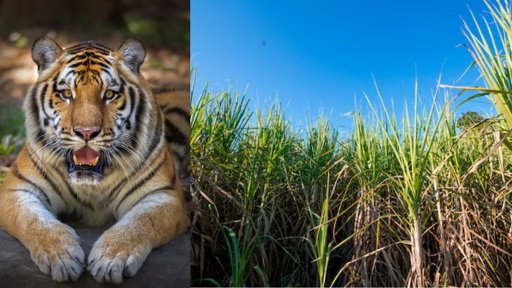 tiger, farmer, पीलीभीत, किसान मौत
