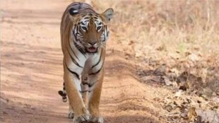 tigers, tigers died
