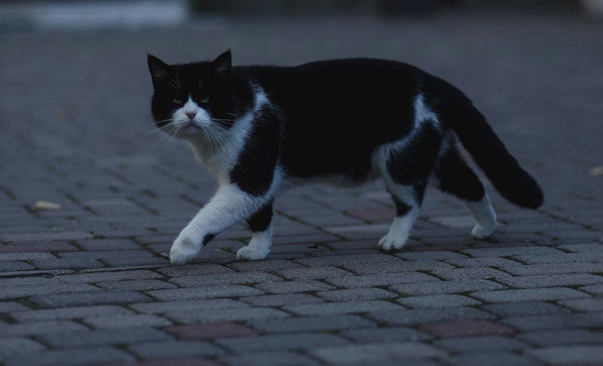 remedies for black magic