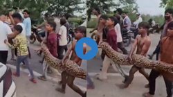 बाप रे… बच्चों ने हाथ से पकड़ लिया 15 फुट विशाल अजगर, घुमाया पूरे गांव, ली सेल्फी, Viral Video देख यूजर्स का सूखा गला