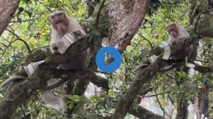 Animal Video, Monkey Viral Video, Viral Video