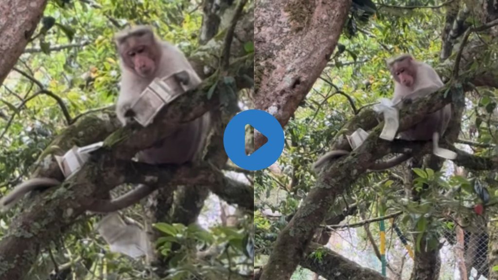Animal Video, Monkey Viral Video, Viral Video