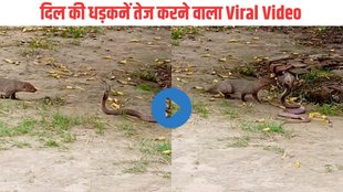 Snake Video| Viral Video| Trending Video