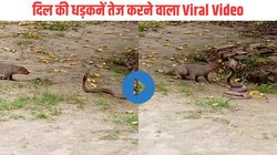 देखते ही देखते नेवले और नागराज के बीच छिड़ गया भीषण युद्ध, एक के बाद एक वार, किसकी हुई जीत? Viral Video देख रह जाएंगे दंग