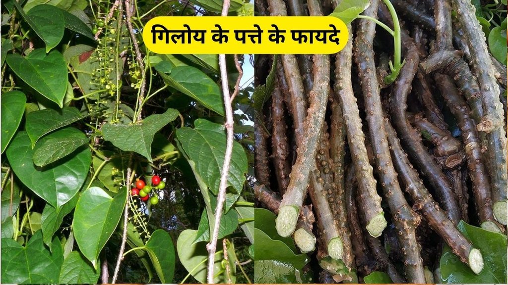 giloy for blood sugar, giloy for skin, benefits of giloy, giloy for arthritis, giloy ke fayde in hindi, giloy ke fayde, what is giloy according to ayurveda