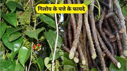 खाली पेट गिलोय के पत्ते खाना सेहत के लिए वरदान, इन 5 बीमारियों से मिल जाएगा छुटकारा, एक्सपर्ट ने बताए फायदे