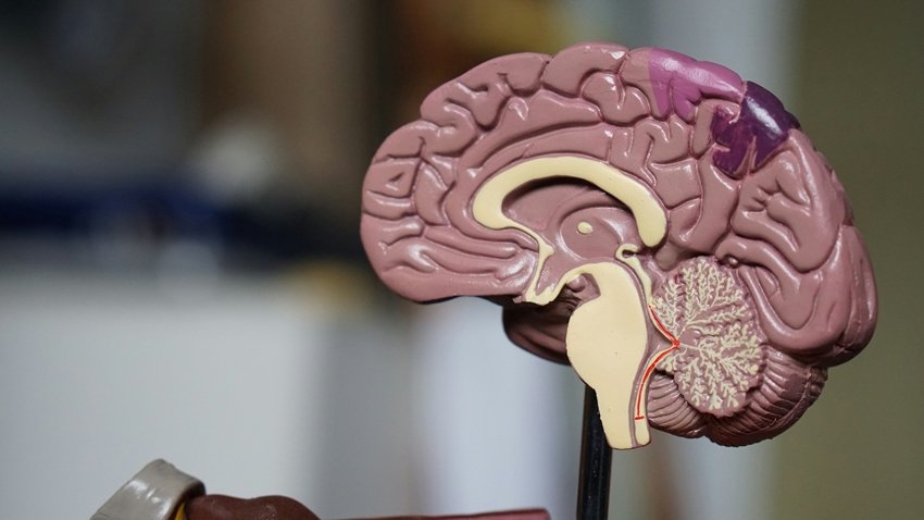 10 Best Foods to Boost Brain Health and Memory