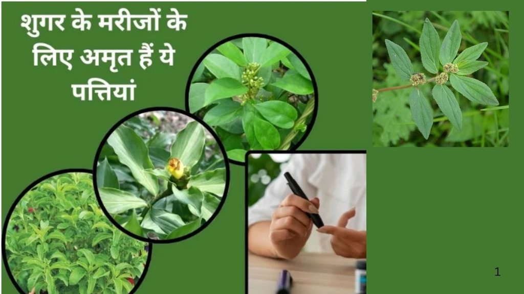 curry leaves benefits, mint leaves,tulsi leaves benefits, leaves for diabetes cobtrol,leaves for improve digestion, consume curry and tulsi leaves daily diabetes will remain control