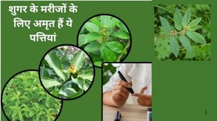 curry leaves benefits, mint leaves,tulsi leaves benefits, leaves for diabetes cobtrol,leaves for improve digestion, consume curry and tulsi leaves daily diabetes will remain control