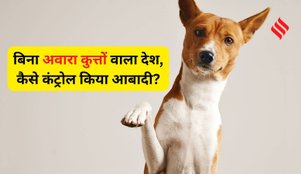 Country with no stray dogs