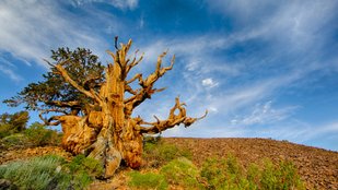 An Ancient Tree Still Breathing Life Into Our Planet