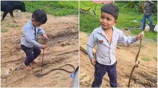 Boy caught snake, viral video, video viral, snake catcher,