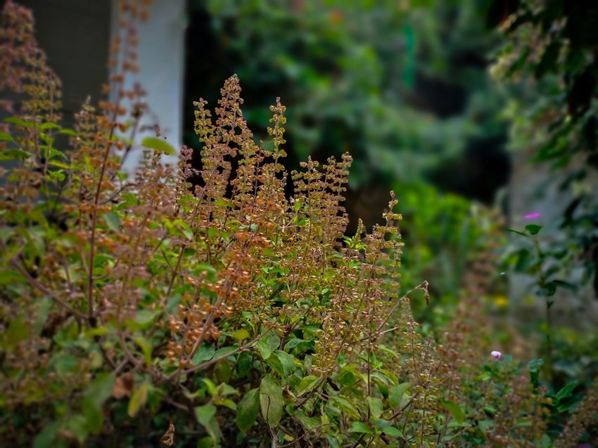 Bring These Plants Home for Pure Air and Better Health