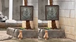 भोलेनाथ की तस्वीर के आगे पंजे उठाए खड़ी दिखी बिल्ली, Viral Video देख यूजर्स बोले – शायद सावन में चूहे मारने की मांग रही माफी