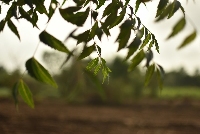 Chew Neem Leaves on an Empty Stomach