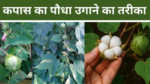 How to grow Cotton Plant at home | kaise lagaye kapas ka podha| america cotton