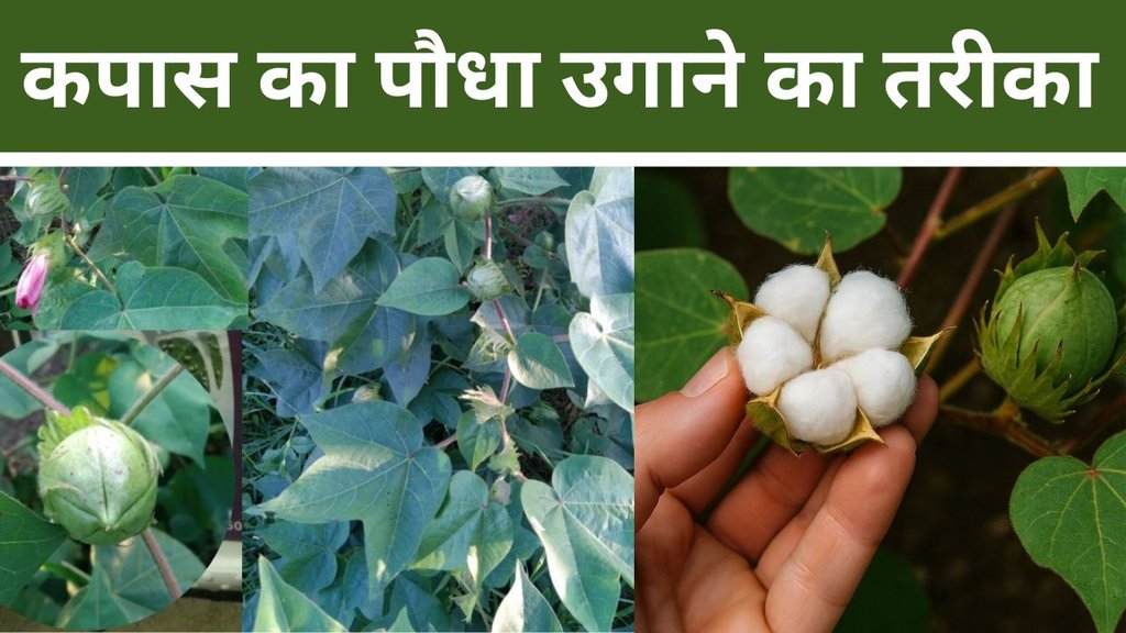 How to grow Cotton Plant at home | kaise lagaye kapas ka podha| america cotton