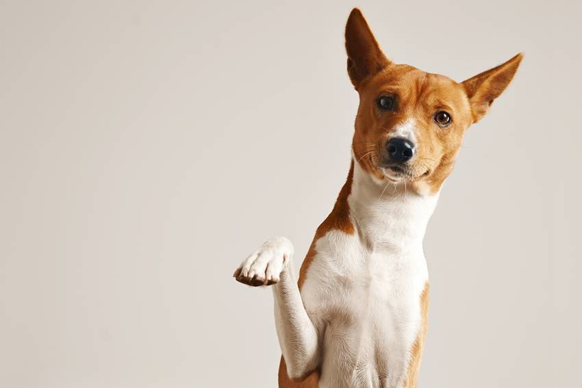 How dog population is controlled