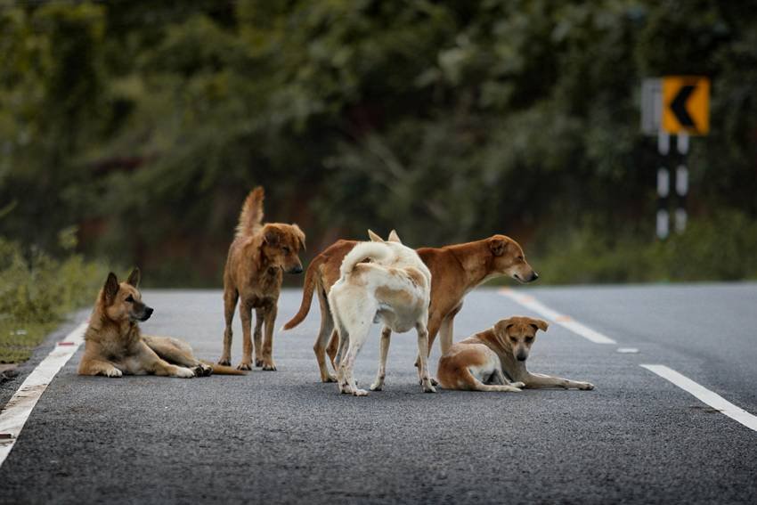 Netherlands stray dog solution