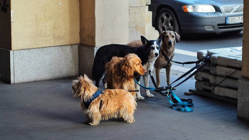 Supreme court orders on stray dogs