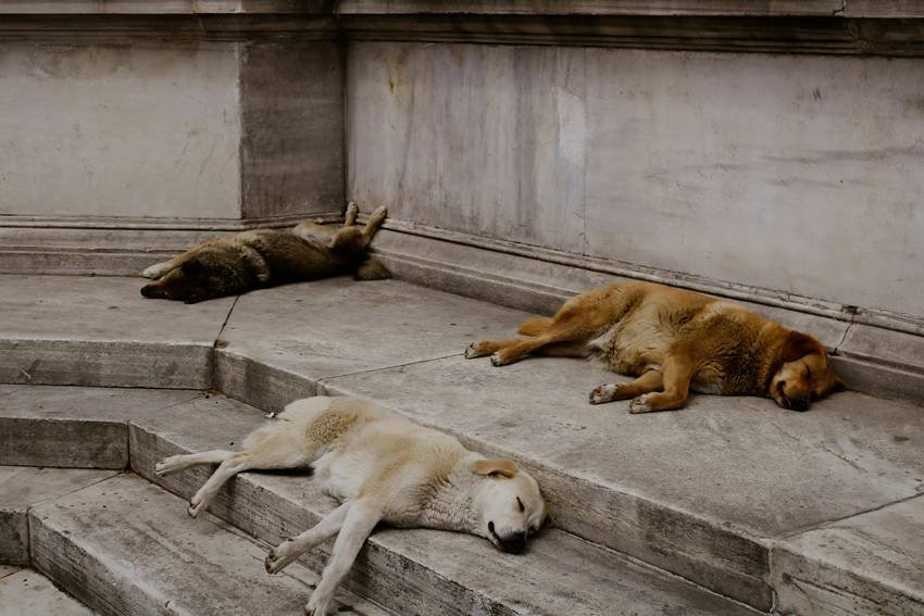 NGO animal welfare