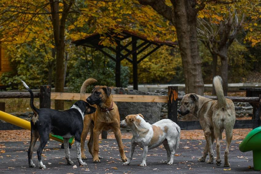 stray dogs delhi ncr