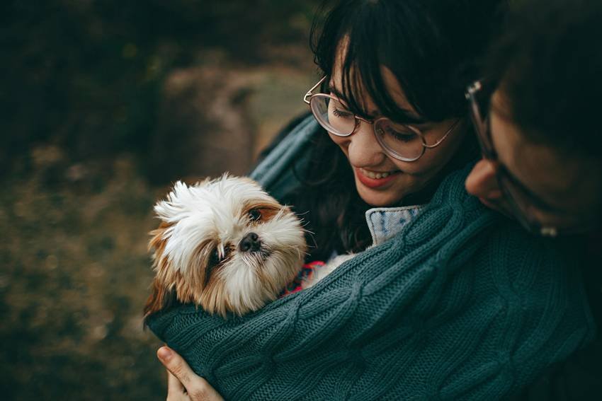 animal cruelty law Netherlands