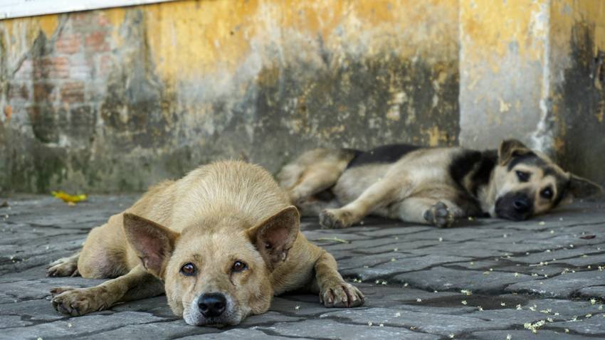 dog vaccination program