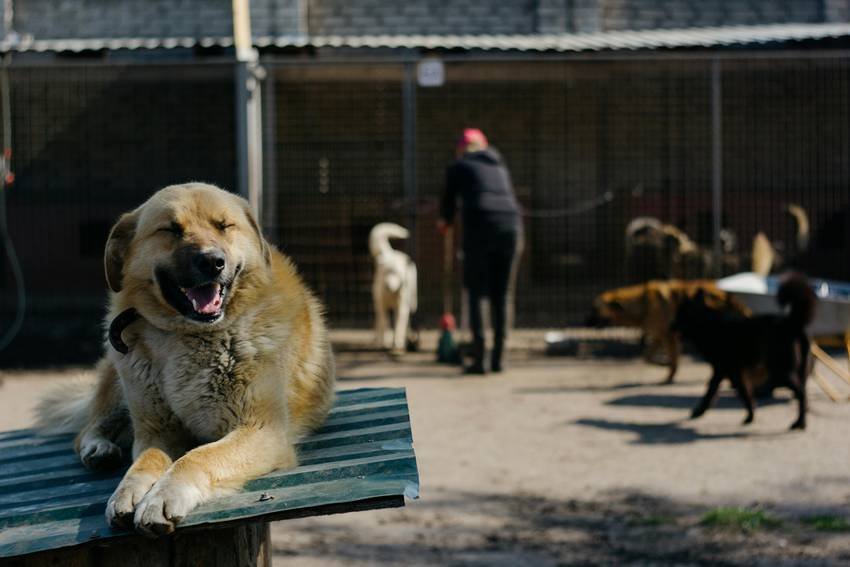 stray dog control model
