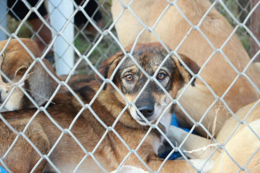pet dog adoption