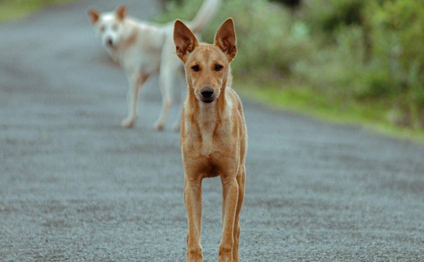 Stray dog free country