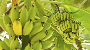 Kele ka paudha kaise lagaen, gamle mein kele ka ped, Grow Banana Tree in hindi