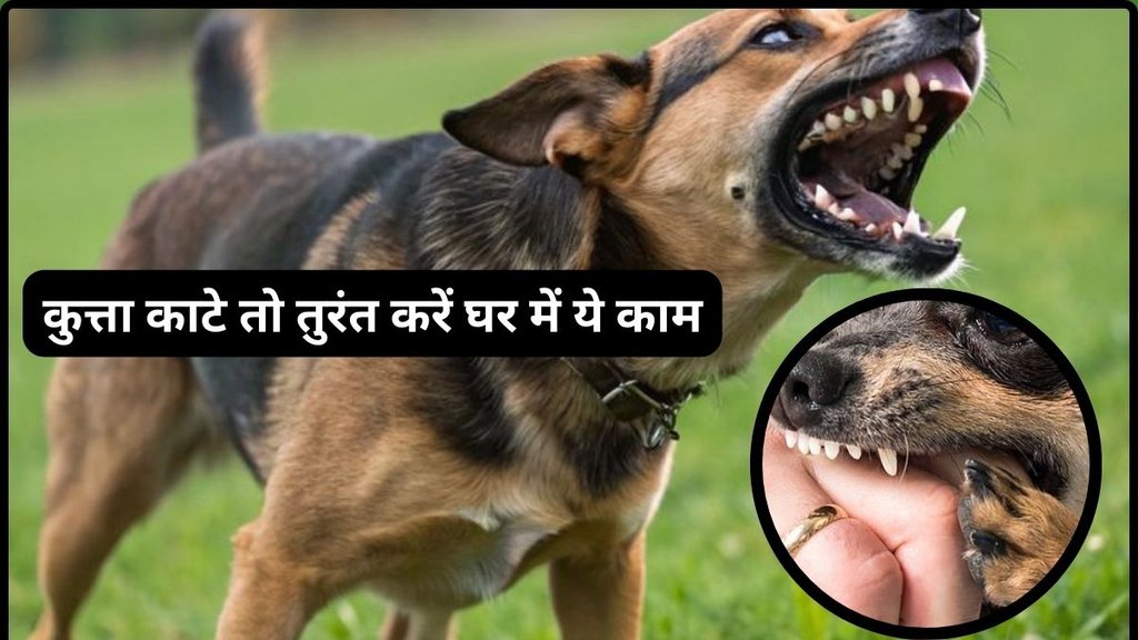 Dog bite first aid in Hindi, कुत्ते के काटने पर प्राथमिक उपचार, What to do after dog bite, Dog bite treatment at home, कुत्ता काटे तो क्या करें,Dog bite rabies vaccine time, कुत्ते के काटने पर कौन सी वैक्सीन लगती है,