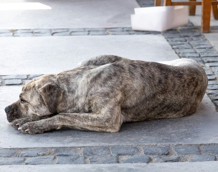 Dangerous Diseases Dogs Can Spread to Human