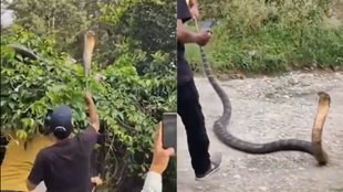 Dehradun King Cobra, Snake Viral Video, trending Video