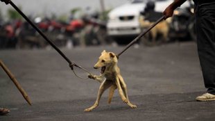 Delhi Stray Dog | supreme court | delhi news | latest news