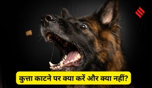 Dog bite treatment