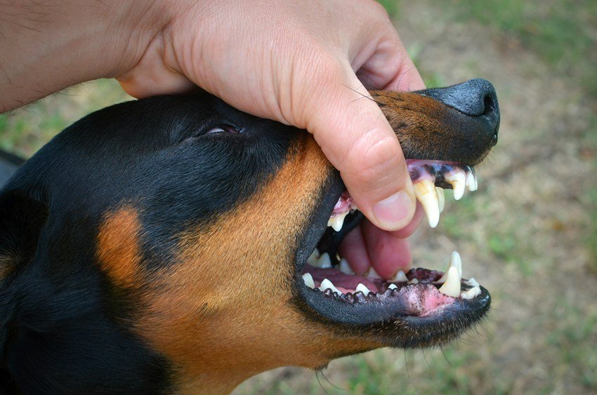 How soon to get rabies injection