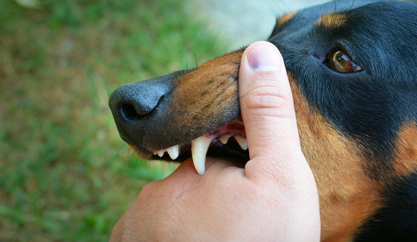 Dog bite do’s and don’ts