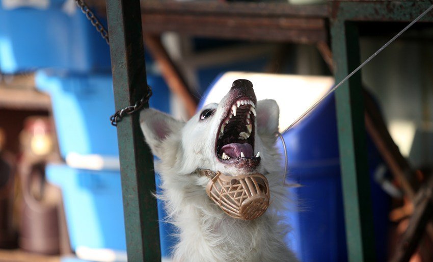 When to take rabies vaccine