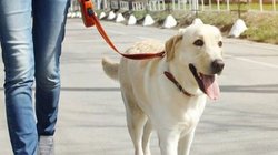 मानसून में कैसे करें कुत्तों की केयर? इस तरह डॉग्स बने रहेंगे हेल्दी और एक्टिव
