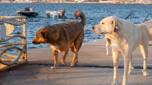 Dog Lovers Beware 10 Serious Infections Your Pet Could Carry