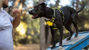 Dog Safety Tips | kutte ke hamle se kaise bache | How to Stay Safe If a Dog Chases You