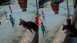 बच्चे को आवारा कुत्ते से बचाने के लिए डॉगी ने बालकनी से लगा दी छलांग, मासूम के लिए अपनी जान की भी नहीं की परवाह, Viral Video