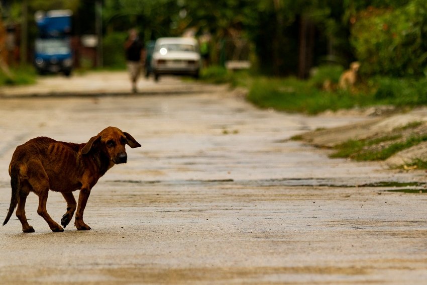 Dog hookworm infection