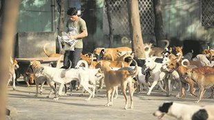 Supreme Court stray dogs order, India dog bites cases