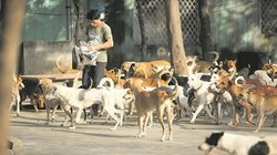 संपादकीय: सड़कों पर आवारा कुत्तों को खाना क्यों नहीं खिला सकेंगे आप? सुप्रीम कोर्ट के फैसले से क्यों बदल जाएगी आपकी आदत