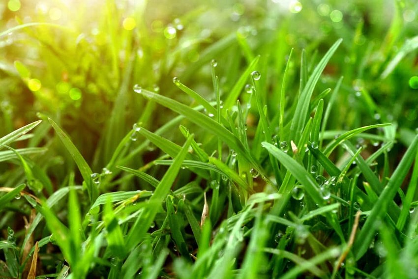 Durva Grass Lord Ganesha Favorite Offering with 5 Amazing Health Benefits