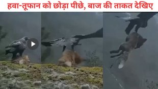 Eagle viral video, Viral Video, Trending Video
