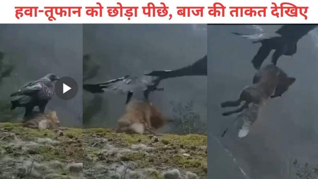 Eagle viral video, Viral Video, Trending Video
